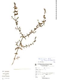 Image result for Gerardiina angolensis