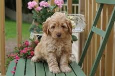 Premier uk breeder of the purebred australian labradoodle, the australian cobberdog. Tora S Australian Labradoodles Pricing Labradoodle Pups For Sale
