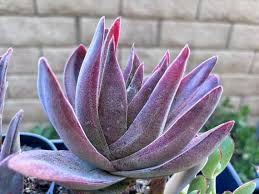 Image result for Crassula alsinoides