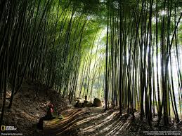 Bamboo Picture Japan Wallpaper National Geographic Photo Of The Day