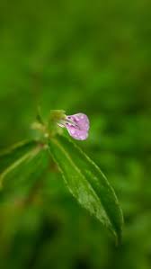 Image result for Afrohybanthus enneaspermus