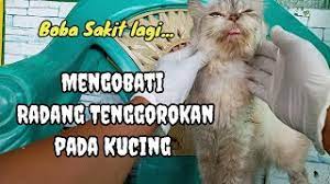 Selain untuk radang tenggorokan, obat ini bisa. Mengobati Radang Tenggorokan Pada Kucing Youtube