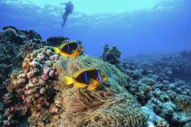 Full Day Catalina Island Scuba Diving Tour From La Romana 2021 Punta Cana