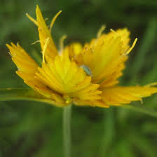 Image result for Cyperus obtusiflorus