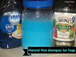 Oatmeal has natural skin soothing properties for both dogs and people. Pin On Products I Love