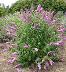 Buddleja Davidii Albero Delle Farfalle Vivai Ivano Guagno Buddleja Davidii Plants Drought Tolerant Garden