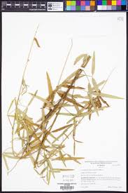 Image result for Crotalaria lanceolata