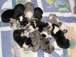 Hours may change under current circumstances Darling Danes Great Dane Breeder Orwell Ohio
