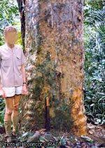 Image result for Gilbertiodendron dewevrei