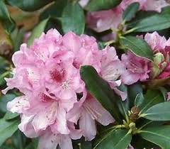 Plant Descriptions Rhododendron Plant Plants Rhododendron