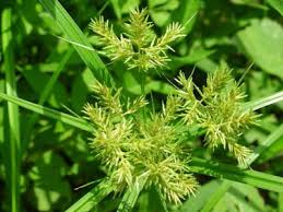 Image result for Cyperus sp.no.5