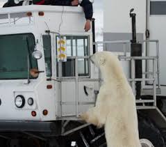 One of the ironies of churchill is that its residents, who have so much to lose from climate change, often have to drive for their own safety. Polar Bears In Churchill Cruise Tour