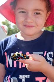 I Am Summer 2016 Daily Mercury