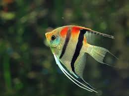 Most Beautiful And Colorful Angelfish Tank Mates To Make Your Aquarium Great Akvaryumlar Balik Akvaryum
