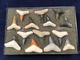 Looking through my handy fossilized shark's teeth & fossils book by byron fink, this is what i found…. Fossil Lemon And Bull Shark Teeth Catawiki