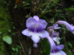Image result for Streptocarpus sp.nov. aff. S. grandis