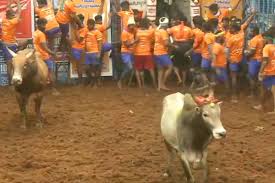 Jallikattu is a 2019 malayalam drama movie, which has been directed by lijo jose pellissery and produced by thomas panicker. Jallikattu Begins In Tamil Nadu
