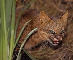 It is listed as near threatened on the iucn red list as habitat conversion and destruction may cause the population to decline in the future. 15 Pampas Cat Colocolo Ideas Wild Cats Small Wild Cats Cats