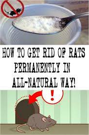 How To Get Rid Of Rats Permanently In All Natural Way Getting Rid Of Rats Getting Rid Of Mice Rodent Repellent