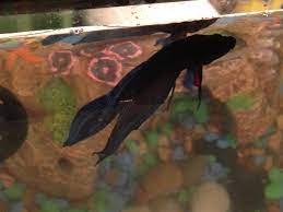 My betta fish is not moving much and is lazing around on one side of the tank. Betta Fish Not Moving Tail And Wont Eat My Aquarium Club