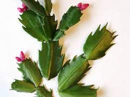 Como se encuentran citadinos como el clima lo indica el frío es sinónimo en mi país de la navidad, entonces en esta ocasión tenemos un video muy navideño. Como Reproducir El Cactus De Navidad Succulent Avenue