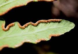 Image result for Histiopteris