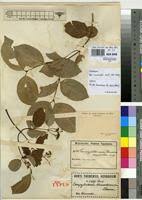 Image result for Campylostemon angolense