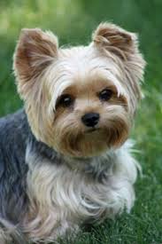 Pin On Yorkie