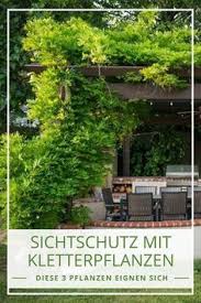 Sichtschutz Mit Kletterpflanzen Aber Mit Welchen Kletterpflanzen Sichtschutz Pflanzen Terrassenpflanzen