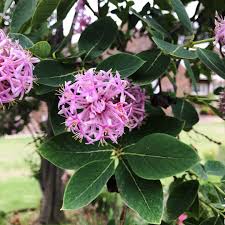 Image result for Dais cotinifolia