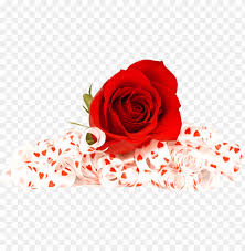 Maybe you would like to learn more about one of these? Valentines Day Roses Png Photo Flowers Red Rose Png Image With Transparent Background Toppng
