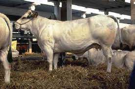Piemontese — pie·mon·té·se agg piemontese — unter zehn piemontesen ist nur ein ehrlicher mann, unter zehn savoyarden nur ein. Razze Bovine Piemontese