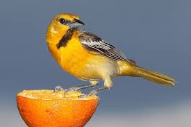 Well, there are two ways of doing it. Best Oriole Feeders Top 5 In 2021 Bird Feeder Hub