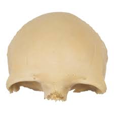Image result for Frontal Bone
