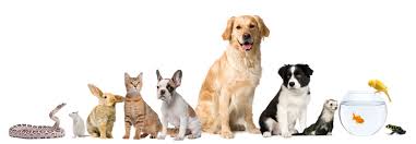 Your dedicated toronto funeral home. Pet Cremation Services
