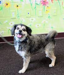 Adopt Pep On Petfinder Pound Puppies Pets Humane Society