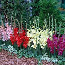 Glamini Mixed Gladiolus Bulb Flowers Plants Ornamental Grasses
