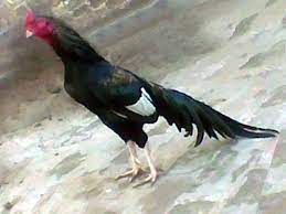 Single page processed jp2 zip download. Pakistani Aseel 03459442750 Zain Ali Farming In Pakistan Youtube