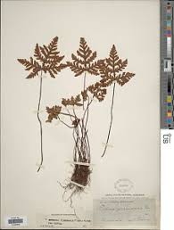 Image result for Doryopteris concolor