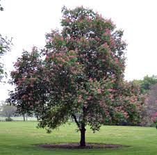 Image result for Aeschynomene rhodesiaca