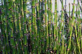 Maybe you would like to learn more about one of these? Horsetail Plant An Eco Friendly Way To Add Beauty And Structure To Your Garden