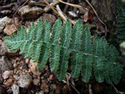 Image result for Aleuritopteris welwitschii