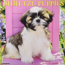 Shih tzu dog with top knot cute baby dog posing. Just Shih Tzu Puppies 2019 Wall Calendar Dog Breed Calendar Willow Creek Press 0709786046416 Amazon Com Books