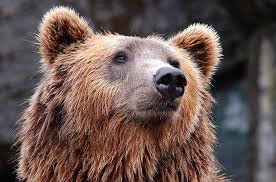 Hello It S Nature Helloitsnature Instagram Photos And Videos Brown Bear Grizzly Bear Bear Names