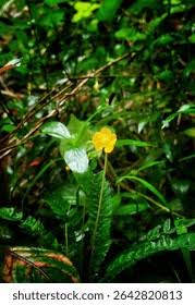 Image result for Abutilon sonneratianum