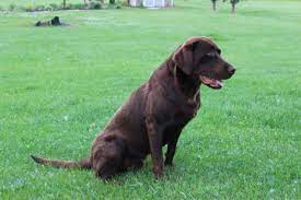 But only three males are left out of the litter. 11 Month Old Chocolate Lab For Sale In Neenah Wisconsin Classified Americanlisted Com