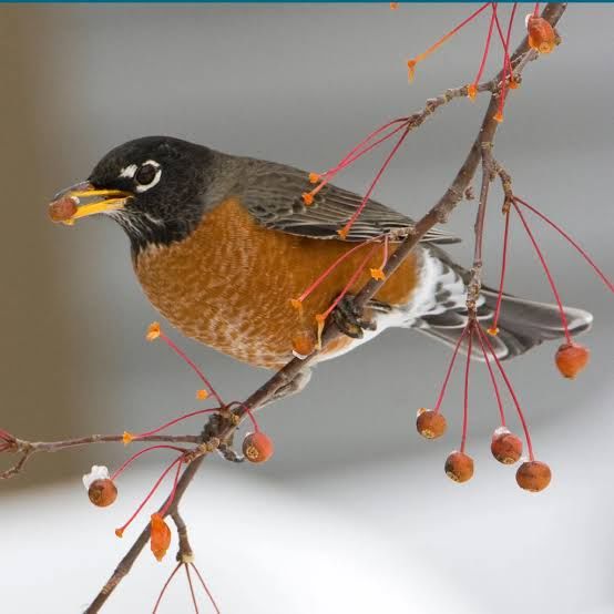 Image of American Robin