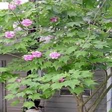 Image result for Hibiscus sidiformis