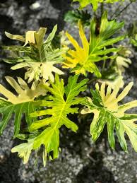 Image result for Palisota ambigua