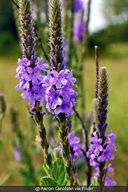 Image result for Fuirena stricta